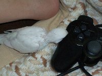 ゲーム機横