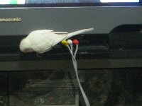 テレビ1