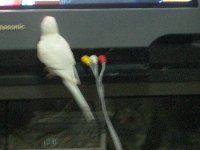 テレビ2