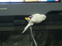 テレビ3