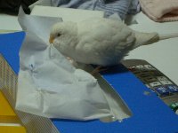 ティシュー噛み噛み