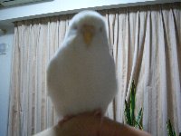 だるまみたい