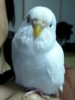アップ写真