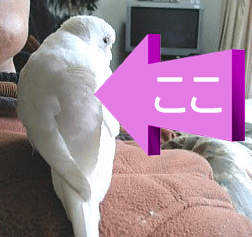 羽根がピンク