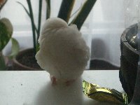 コタツの上で熟睡
