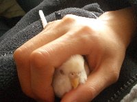 手の中でおねんね1