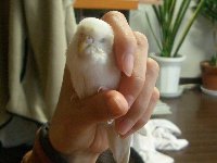 手の中すっぽり