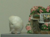 ベンチ横で毛玉