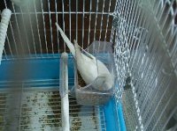 餌箱にこもる