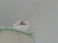 羽根むしり