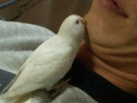 ひげ
