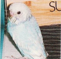 hikaru2