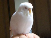 片足立ち