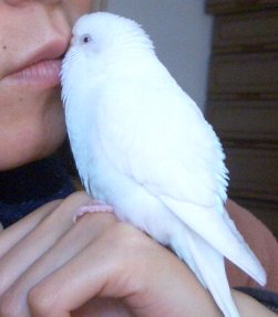 キス