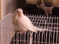 カゴ上