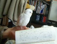 読書
