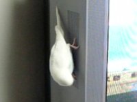 アクロバット