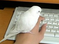 パソコン
