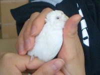 ヨガ