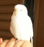 毛玉に変身
