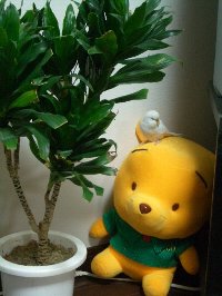 プーさん